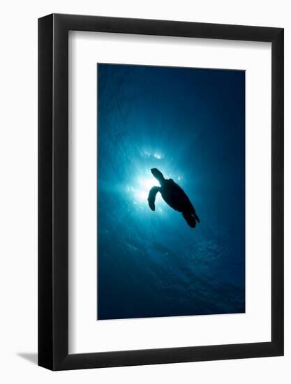 Hawksbill Turtle (Eretmochelys Imbricata)-Stephen Frink-Framed Photographic Print