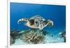 Hawksbill Turtle (Eretmochelys Imbricata)-Reinhard Dirscherl-Framed Photographic Print