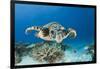 Hawksbill Turtle (Eretmochelys Imbricata)-Reinhard Dirscherl-Framed Photographic Print