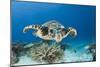 Hawksbill Turtle (Eretmochelys Imbricata)-Reinhard Dirscherl-Mounted Photographic Print