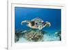 Hawksbill Turtle (Eretmochelys Imbricata)-Reinhard Dirscherl-Framed Photographic Print