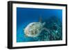 Hawksbill Turtle (Eretmochelys Imbricata)-Reinhard Dirscherl-Framed Photographic Print