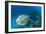 Hawksbill Turtle (Eretmochelys Imbricata)-Reinhard Dirscherl-Framed Photographic Print