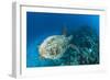 Hawksbill Turtle (Eretmochelys Imbricata)-Reinhard Dirscherl-Framed Photographic Print