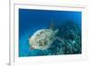 Hawksbill Turtle (Eretmochelys Imbricata)-Reinhard Dirscherl-Framed Photographic Print