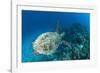 Hawksbill Turtle (Eretmochelys Imbricata)-Reinhard Dirscherl-Framed Photographic Print