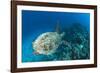 Hawksbill Turtle (Eretmochelys Imbricata)-Reinhard Dirscherl-Framed Photographic Print