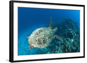 Hawksbill Turtle (Eretmochelys Imbricata)-Reinhard Dirscherl-Framed Photographic Print