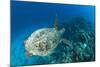 Hawksbill Turtle (Eretmochelys Imbricata)-Reinhard Dirscherl-Mounted Photographic Print