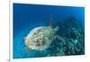 Hawksbill Turtle (Eretmochelys Imbricata)-Reinhard Dirscherl-Framed Photographic Print