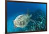 Hawksbill Turtle (Eretmochelys Imbricata)-Reinhard Dirscherl-Framed Photographic Print