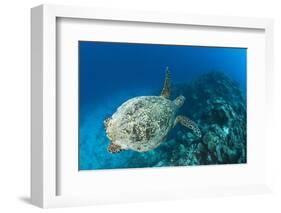 Hawksbill Turtle (Eretmochelys Imbricata)-Reinhard Dirscherl-Framed Photographic Print
