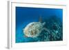 Hawksbill Turtle (Eretmochelys Imbricata)-Reinhard Dirscherl-Framed Photographic Print