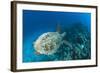 Hawksbill Turtle (Eretmochelys Imbricata)-Reinhard Dirscherl-Framed Photographic Print