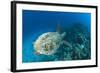 Hawksbill Turtle (Eretmochelys Imbricata)-Reinhard Dirscherl-Framed Photographic Print