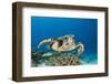 Hawksbill Turtle (Eretmochelys Imbricata)-Reinhard Dirscherl-Framed Photographic Print