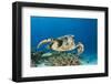 Hawksbill Turtle (Eretmochelys Imbricata)-Reinhard Dirscherl-Framed Photographic Print