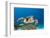 Hawksbill Turtle (Eretmochelys Imbricata)-Reinhard Dirscherl-Framed Photographic Print