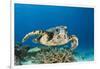 Hawksbill Turtle (Eretmochelys Imbricata)-Reinhard Dirscherl-Framed Photographic Print