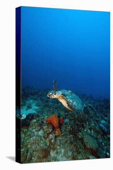 Hawksbill Turtle (Eretmochelys) with a Tracking Device on its Back-Lisa Collins-Stretched Canvas