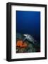 Hawksbill Turtle (Eretmochelys) with a Tracking Device on its Back-Lisa Collins-Framed Photographic Print