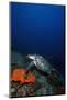 Hawksbill Turtle (Eretmochelys) with a Tracking Device on its Back-Lisa Collins-Mounted Photographic Print