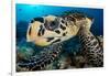 hawksbill turtle feeding on a coral reef, maldives-alex mustard-Framed Photographic Print