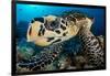 hawksbill turtle feeding on a coral reef, maldives-alex mustard-Framed Photographic Print