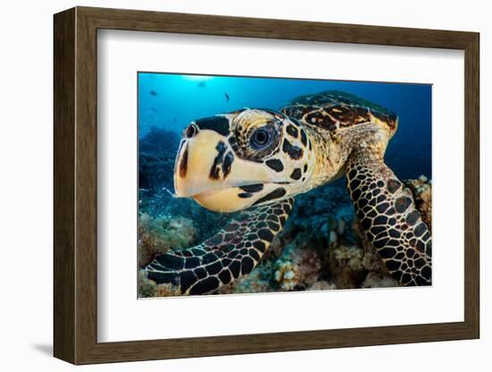 hawksbill turtle feeding on a coral reef, maldives-alex mustard-Framed Photographic Print