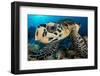 hawksbill turtle feeding on a coral reef, maldives-alex mustard-Framed Photographic Print