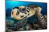 hawksbill turtle feeding on a coral reef, maldives-alex mustard-Mounted Photographic Print