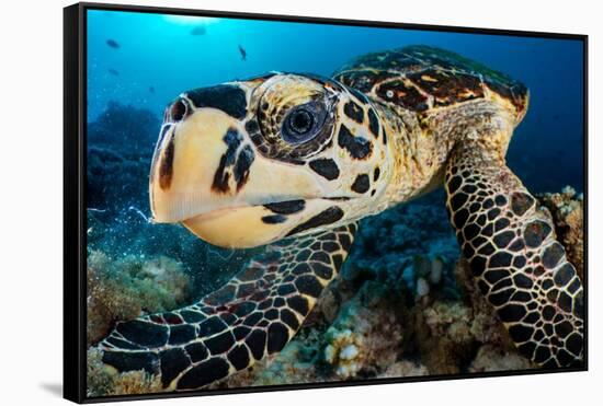 hawksbill turtle feeding on a coral reef, maldives-alex mustard-Framed Stretched Canvas