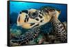 hawksbill turtle feeding on a coral reef, maldives-alex mustard-Framed Stretched Canvas