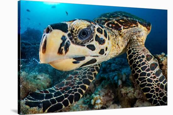 hawksbill turtle feeding on a coral reef, maldives-alex mustard-Stretched Canvas