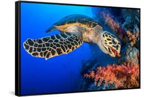 Hawksbill turtle feeding on red soft coral, Egypt-Alex Mustard-Framed Stretched Canvas