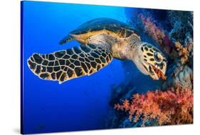 Hawksbill turtle feeding on red soft coral, Egypt-Alex Mustard-Stretched Canvas