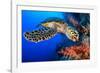 Hawksbill turtle feeding on red soft coral, Egypt-Alex Mustard-Framed Photographic Print