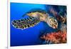 Hawksbill turtle feeding on red soft coral, Egypt-Alex Mustard-Framed Photographic Print