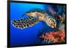 Hawksbill turtle feeding on red soft coral, Egypt-Alex Mustard-Framed Photographic Print