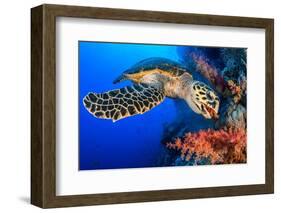 Hawksbill turtle feeding on red soft coral, Egypt-Alex Mustard-Framed Photographic Print