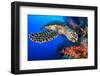 Hawksbill turtle feeding on red soft coral, Egypt-Alex Mustard-Framed Photographic Print