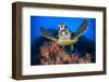 Hawksbill turtle feeding on Red soft coral, Sinai, Egypt-Alex Mustard-Framed Photographic Print