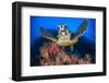 Hawksbill turtle feeding on Red soft coral, Sinai, Egypt-Alex Mustard-Framed Photographic Print