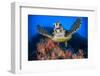 Hawksbill turtle feeding on Red soft coral, Sinai, Egypt-Alex Mustard-Framed Photographic Print