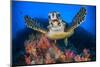 Hawksbill turtle feeding on Red soft coral, Sinai, Egypt-Alex Mustard-Mounted Photographic Print