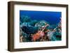 Hawksbill turtle feeding on red soft corals, Egypt-Alex Mustard-Framed Photographic Print