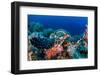 Hawksbill turtle feeding on red soft corals, Egypt-Alex Mustard-Framed Photographic Print