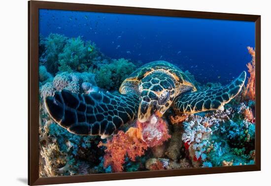 Hawksbill turtle feeding on red soft corals, Egypt-Alex Mustard-Framed Photographic Print