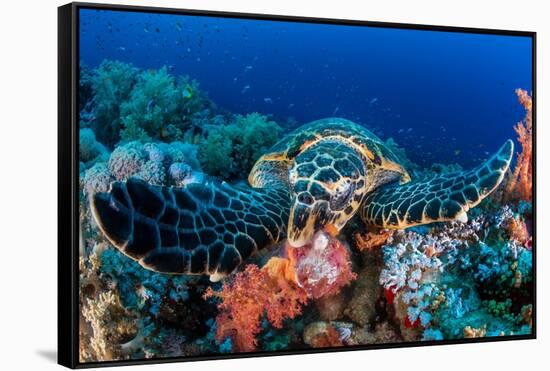 Hawksbill turtle feeding on red soft corals, Egypt-Alex Mustard-Framed Stretched Canvas