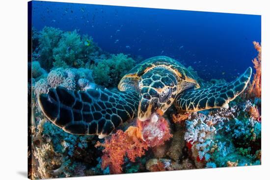 Hawksbill turtle feeding on red soft corals, Egypt-Alex Mustard-Stretched Canvas